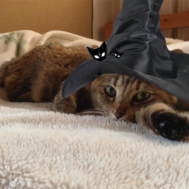 画像に alt 属性が指定されていません。ファイル名: FDAPyDDaAAARaQ6-630x630.jpeg